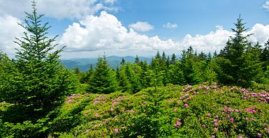 Blog post cover image Spring's Splendor: Unveiling Nature's Masterpiece in Western North Carolina